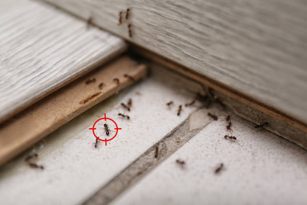 Real Estate Pest Inspections in Parker, TX